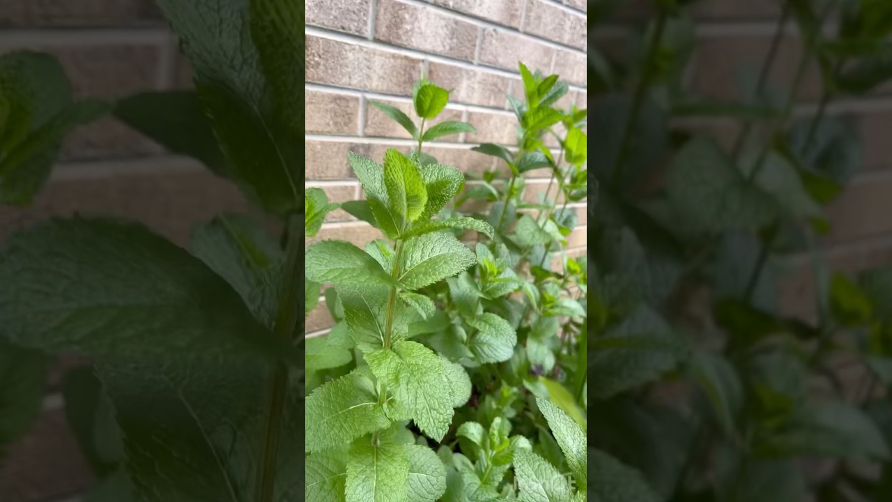 All part of the process for delicious mint flavoring!🍵😋