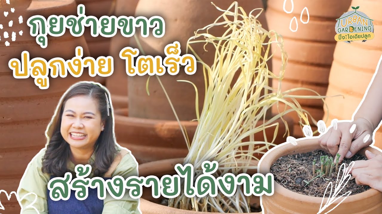 วิธีปลูกกุยช่ายขาว สร้างรายได้ | Urban Gardening ปิ๊ง! ไอเดียปลูก