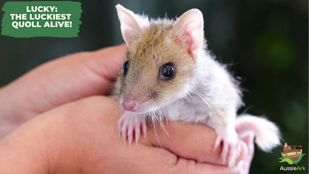 LUCKY: THE LUCKIEST QUOLL ALIVE!