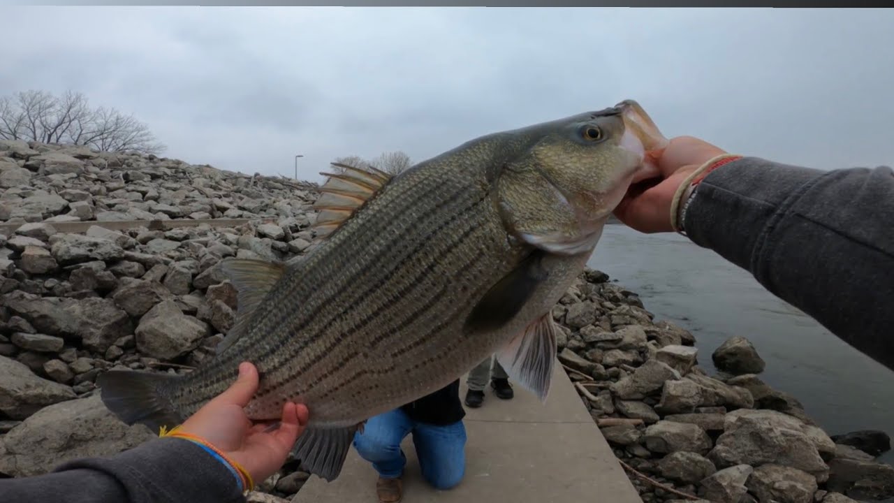 Absolutely CRAZY day of Wiper Fishing!! (PB BROKEN)