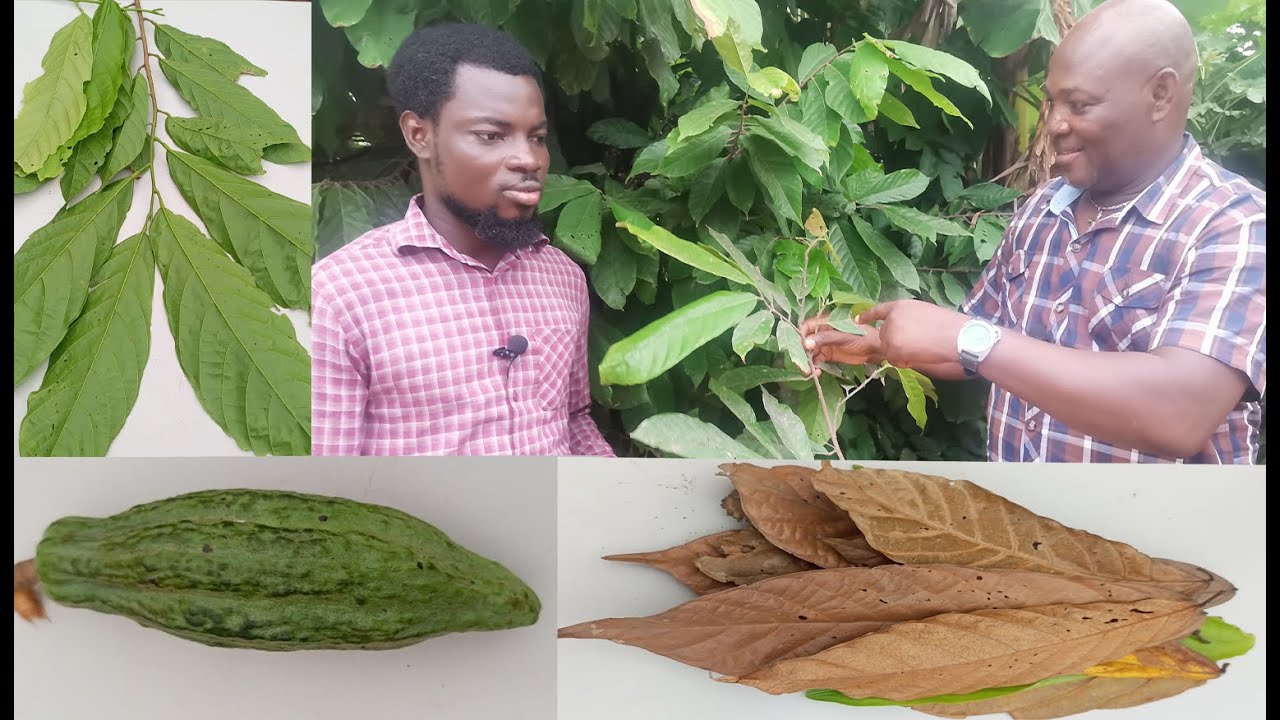 Dry Cocoa Leaves, Unripe Cocoa and fresh Cocoa Leaves