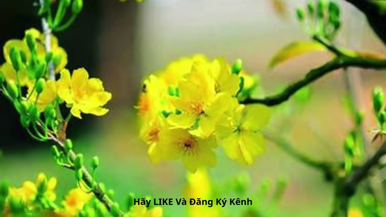Đời Người Đẹp Bao Mùa Xuân - Tác Giả: Ngọc Thịnh - Ca sĩ: AI