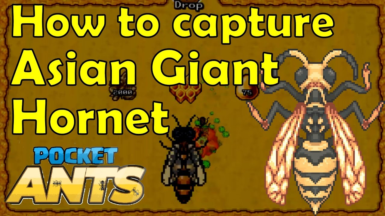 How to capture Asian Giant Hornet - Pocket Ants - Smart Daddy