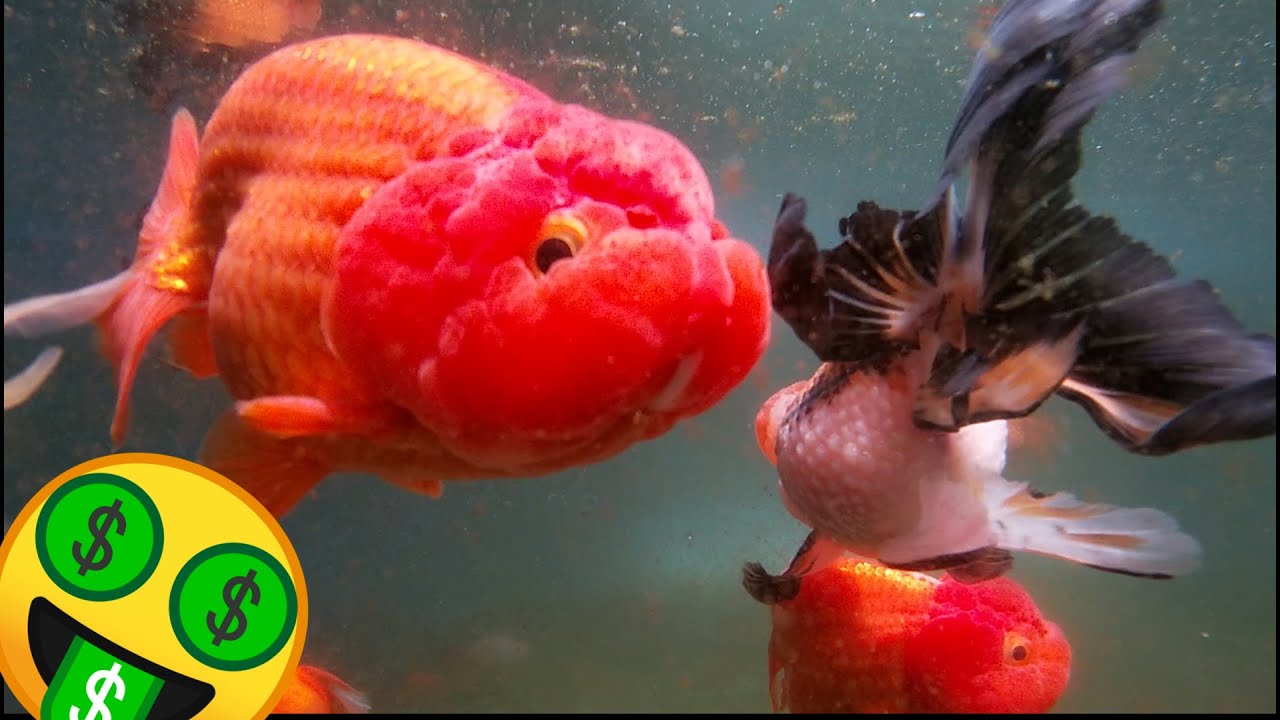 Los Goldfish mas EXOTICOS El Baron del Goldfish Mario Blogs