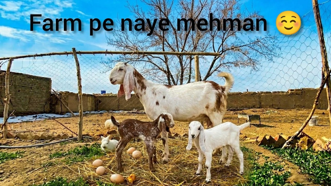 Bakri Ne Bacche Diye -Subah Subah Itni Bari Khushkhabri!#goat #villagelife #nature #villagelifevlog 