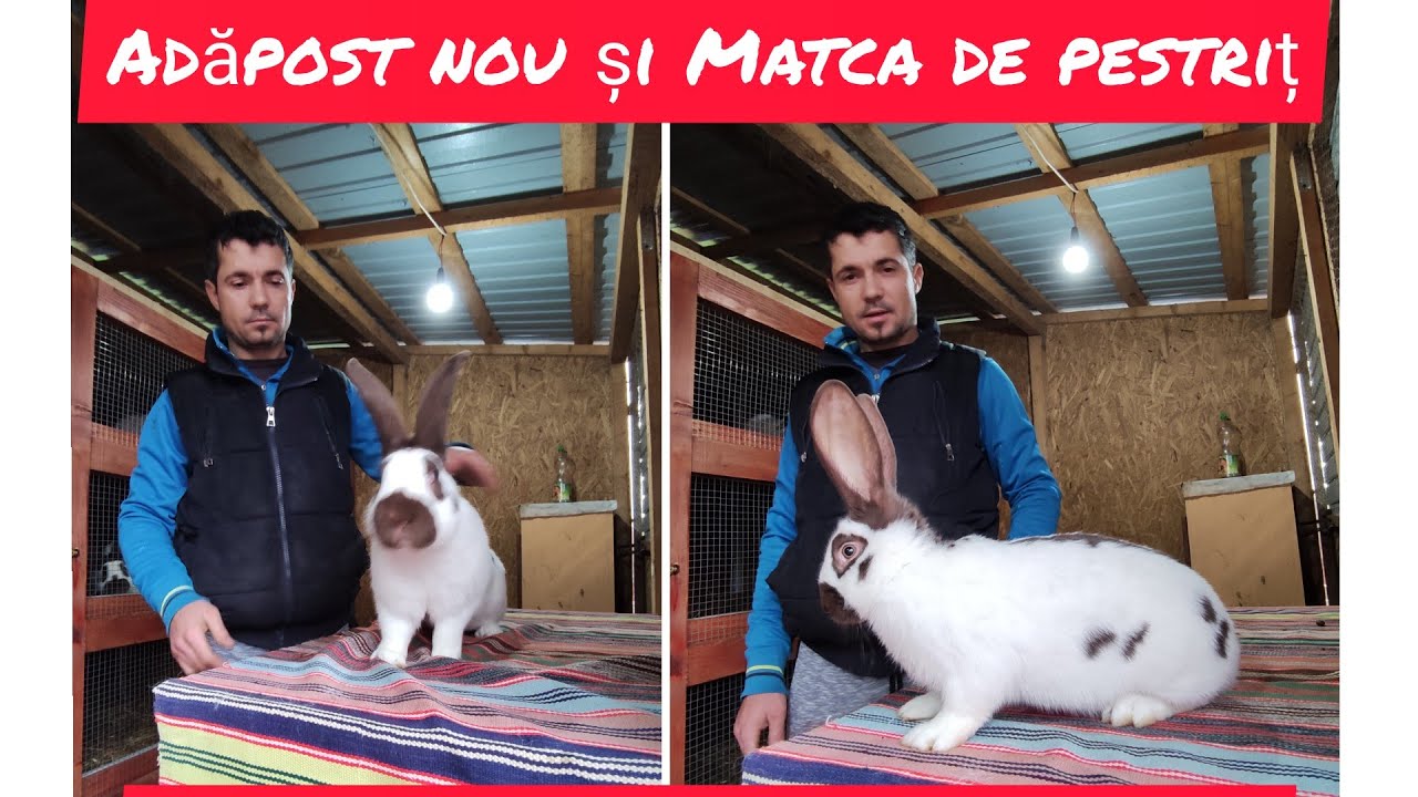 Adăpost nou și Matca de masculi ai lui Mihai Ensoaie 26 dec 2020🥇🆕⬇️👍 0775262856