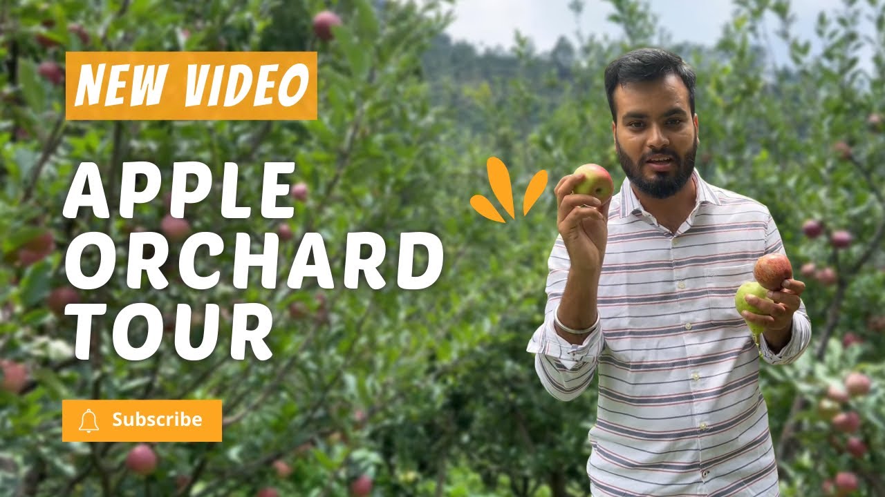 APPLE ORCHARD TOUR IN UTTARAKHAND | Apple Orchard | Fresh apples from uttarakhand