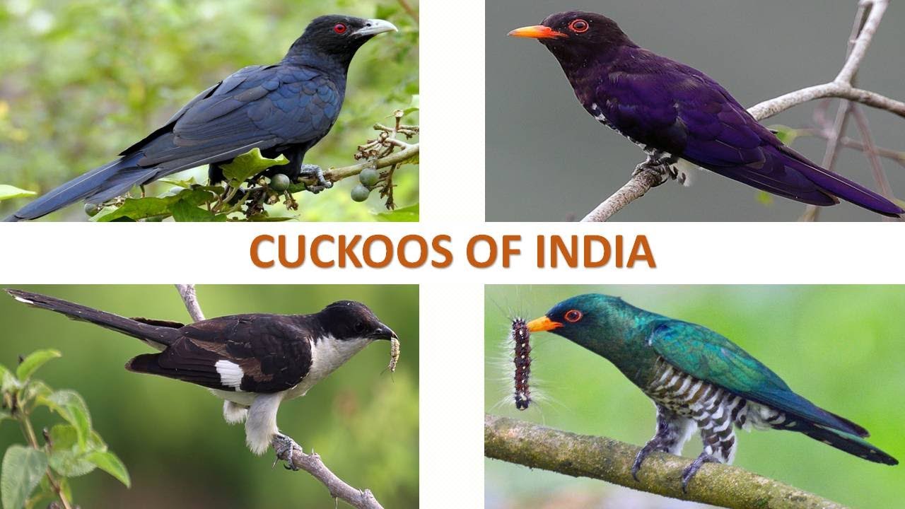Cuckoos of India 🇮🇳 | Birds | Indian Birds