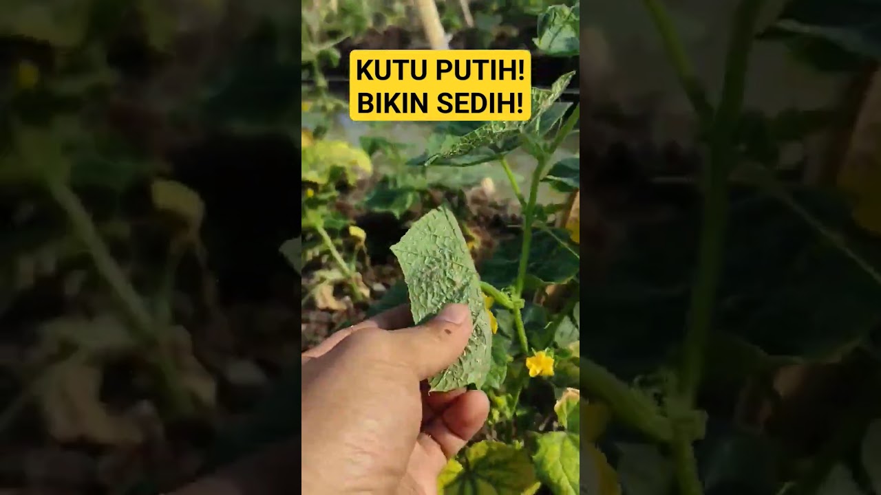 HAMA KUTU PUTIH BIKIN PETANI SEDIH! KUTU KEBUL #shorts #petani #timun #hama #kutu #kebun