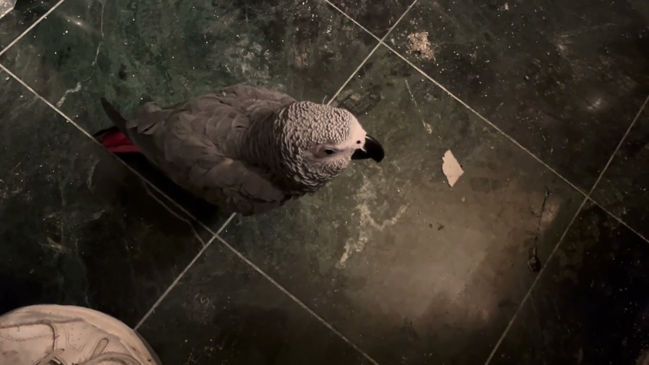 Demon Bird Attack-Wait For It 🦜🦜