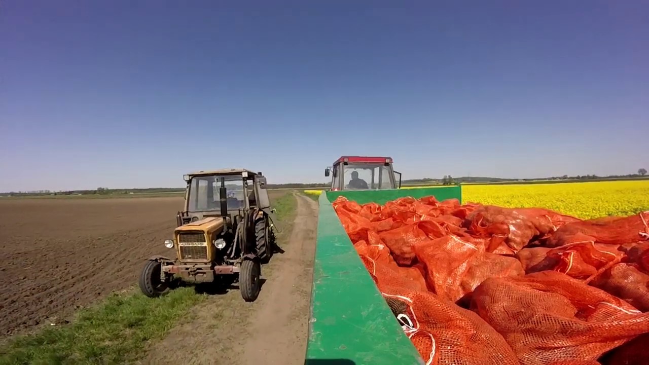 Przygotowania i sadzenie ziemniaka | 2019 | HD |