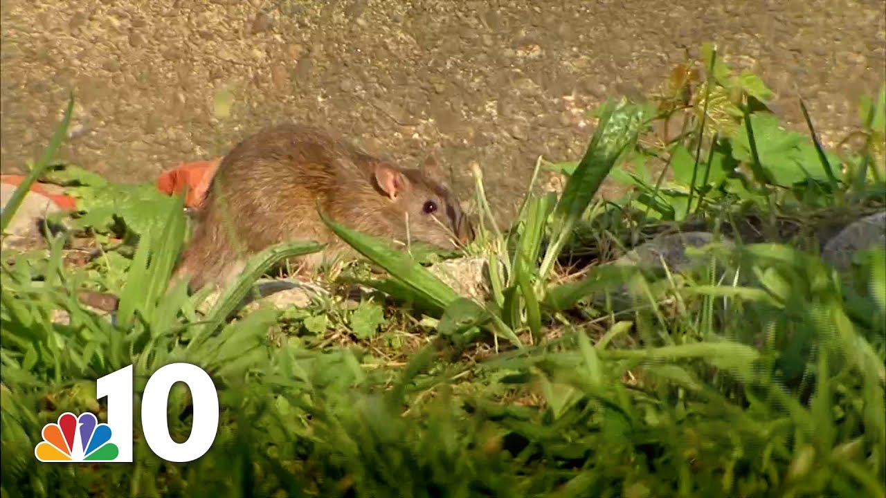'They Look Like Cats': Rat Infestation Plagues Philadelphia Neighborhood | NBC10 Philadelphia