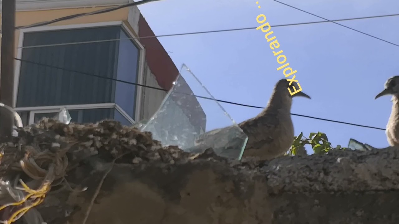 Un habitante peculiar de la ciudad, la coquita o t&oacute;rtola cola larga: Columba inca