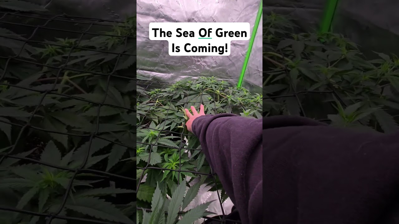 Trellis net training! #cannabis #growyourown #plantpropagation #gardening