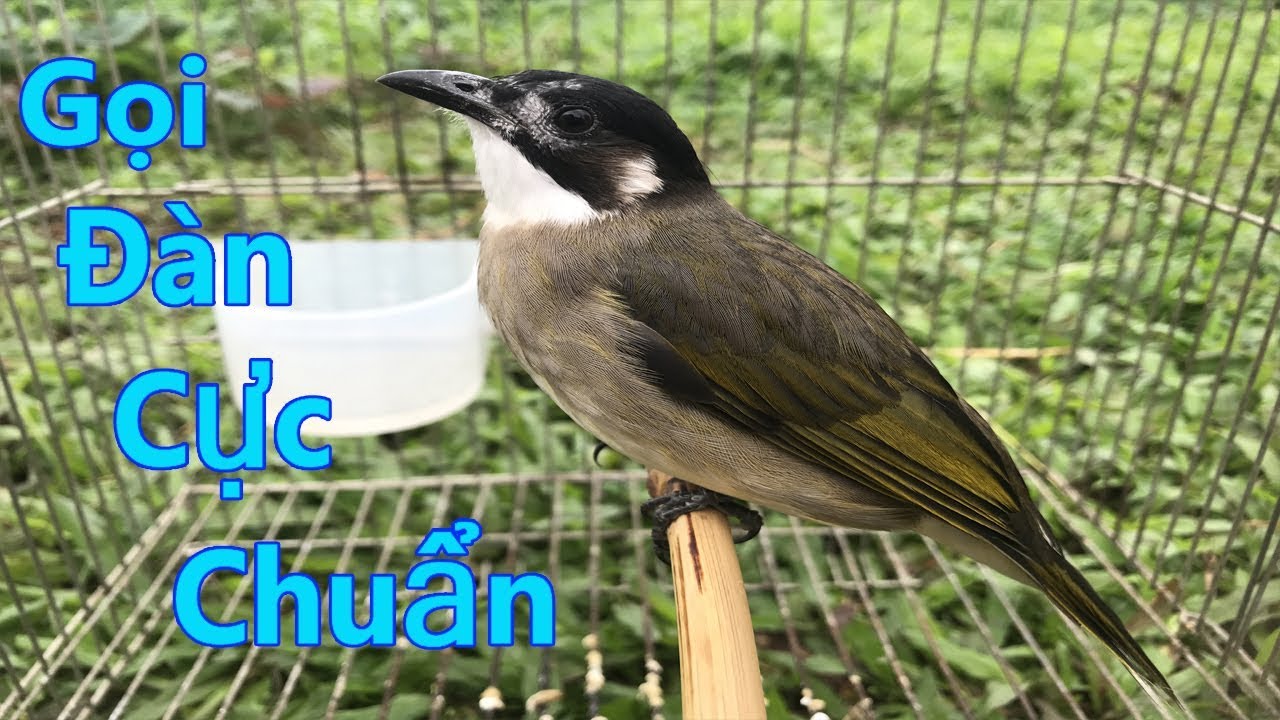 Tiếng Chào Mào Xanh Gọi Đàn Hay Nhất - Kênh Chim