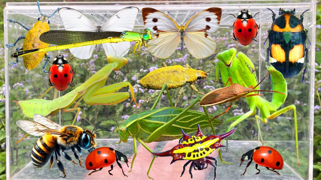 Wild Bug Hunting, Garden Insect Collecting: Butterflies, Mantis, Ladybugs, Beetle & More 
