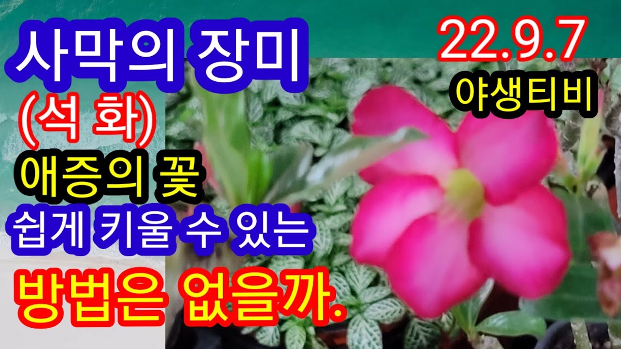 석화(사막의장미)제대로 알고 키워야 성공합니다.