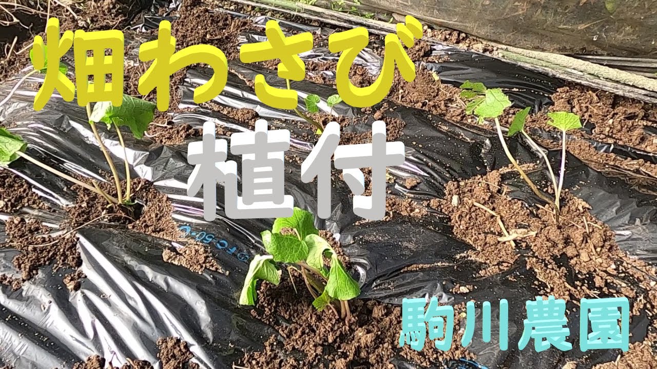 畑わさび　植付　今年も少し栽培します　駒川農園　23.10.31