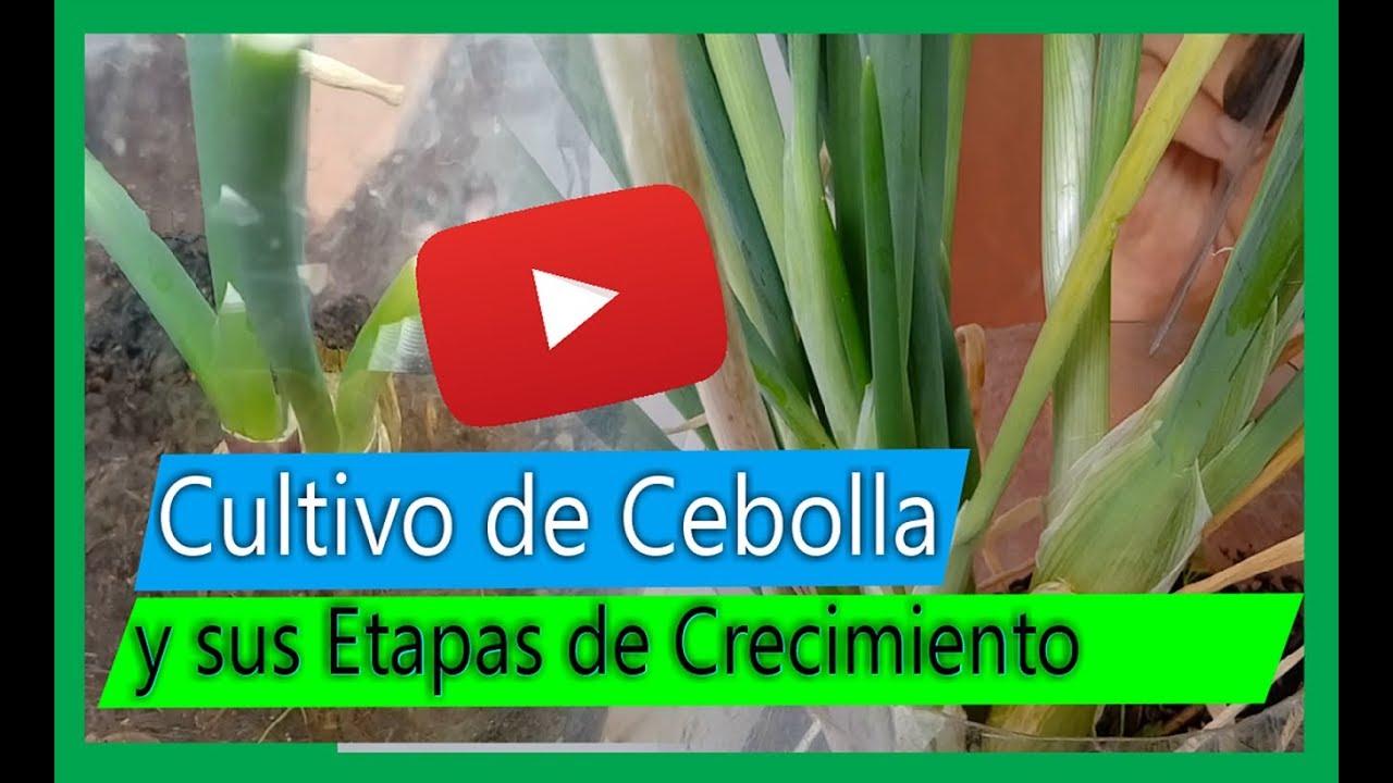 Cultivo de Cebolla Larga o Junca con sus Etapas de  Crecimiento y aporque (sembrar  Cebolla Larga)