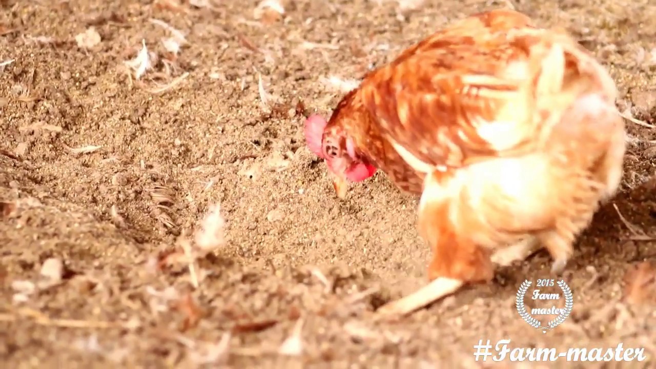 Newcastle DISEASE PART I  signs &  Symptoms