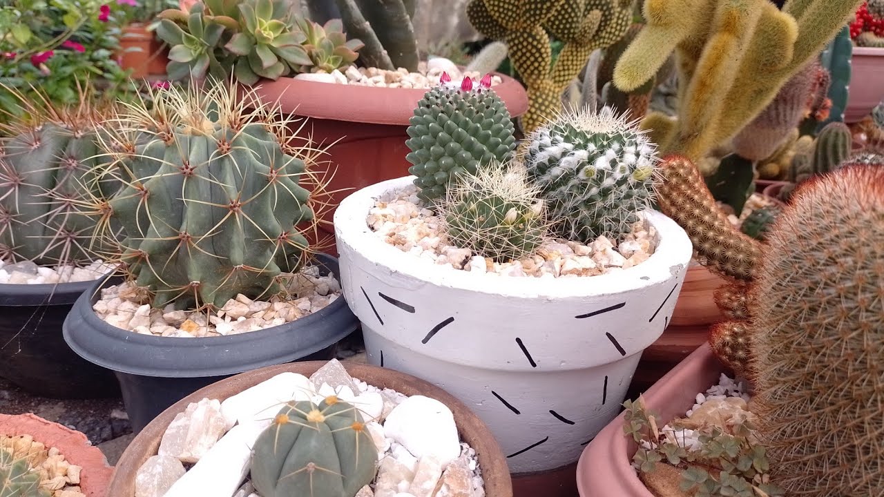 SEMEANDO CACTOS 🌵🌵