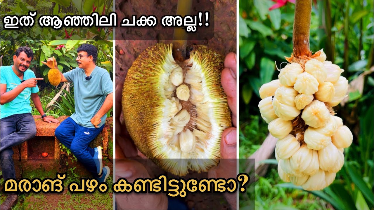ആഞ്ഞിലി ചക്കയോട് സാമ്യമുള്ള മരാങ് പഴം കഴിച്ചിട്ടുണ്ടോ |Marang Fruit