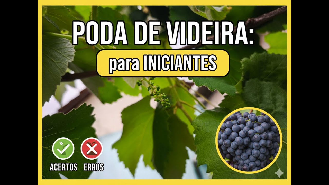 Poda Videira com Sergio Semerdjian Aula de Fruticultura em Junho de 2024 no Plantar em Casa