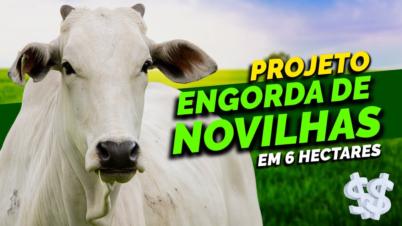 Projeto de Semi Confinamento Rotacionado para Engorda de Novilhas em 6 Hectares #pecuária