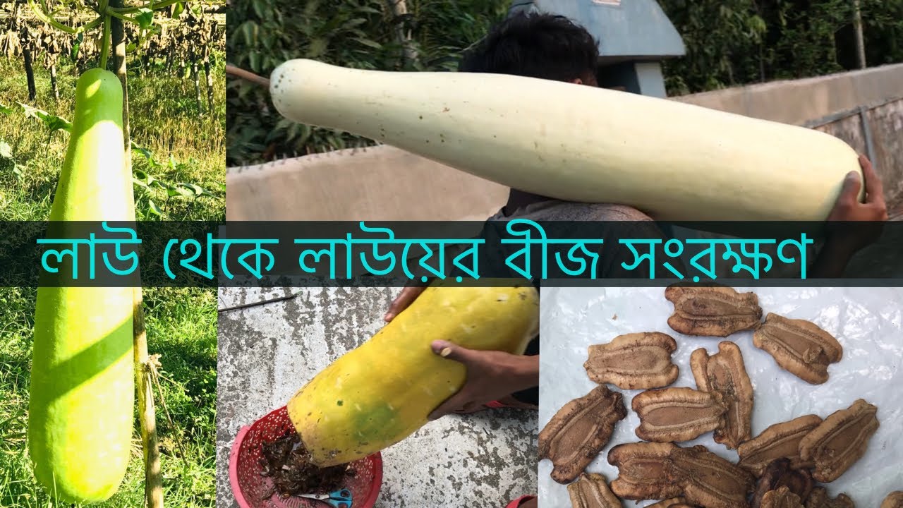 লাউ থেকে কখন কিভাবে বীজ সংরক্ষণ করবেন| How to collect bottle gourd seeds |