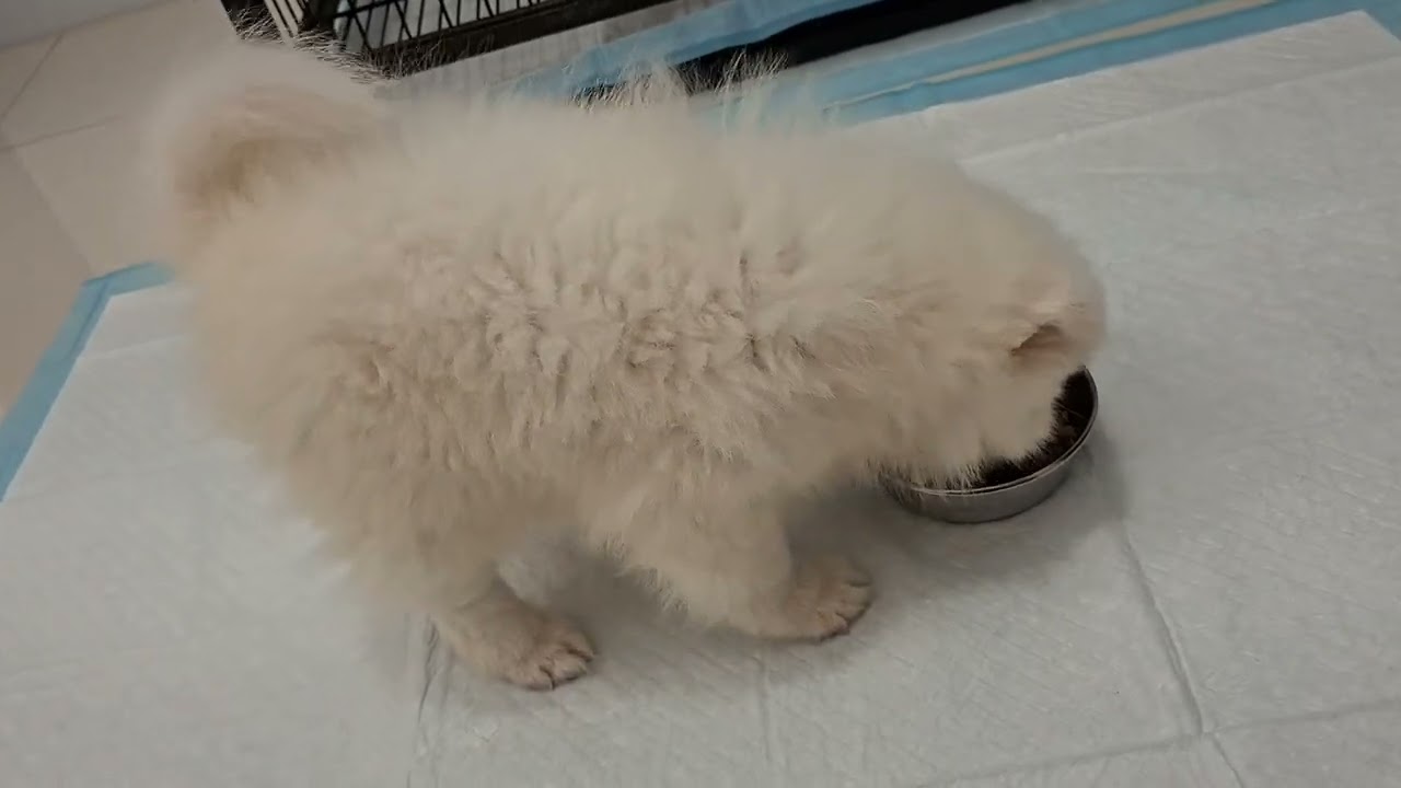 2個月大：狐狸犬球球吃飯時間到了，超期待😀👍