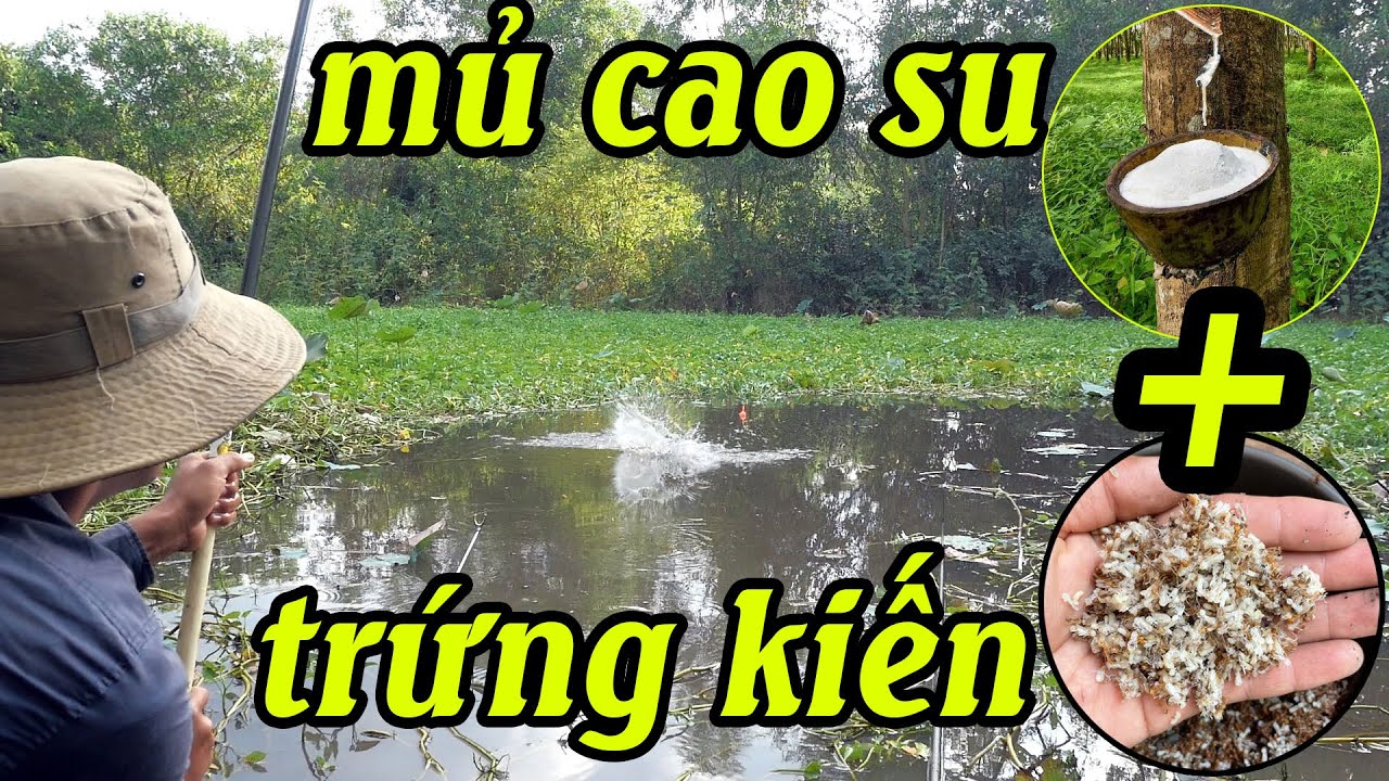 Mủ Cao Su + Trứng Kiến mồi quá nhạy trở lại câu cá ao sen ✅