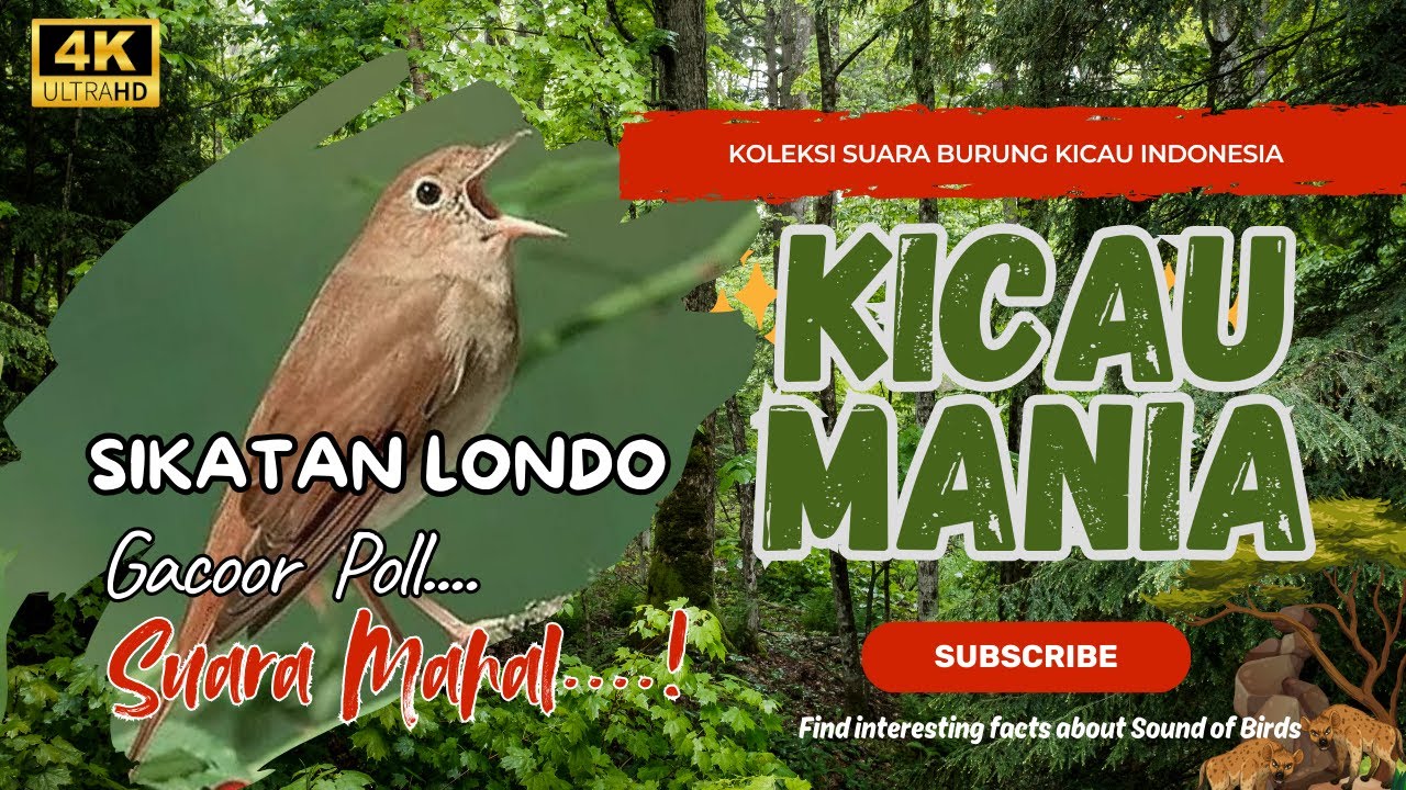 Suara Sikatan Londo Paling Dicari Kicau Mania Sekali Dengar Langsung Nyaut!  #sikatanlondo #bulbul