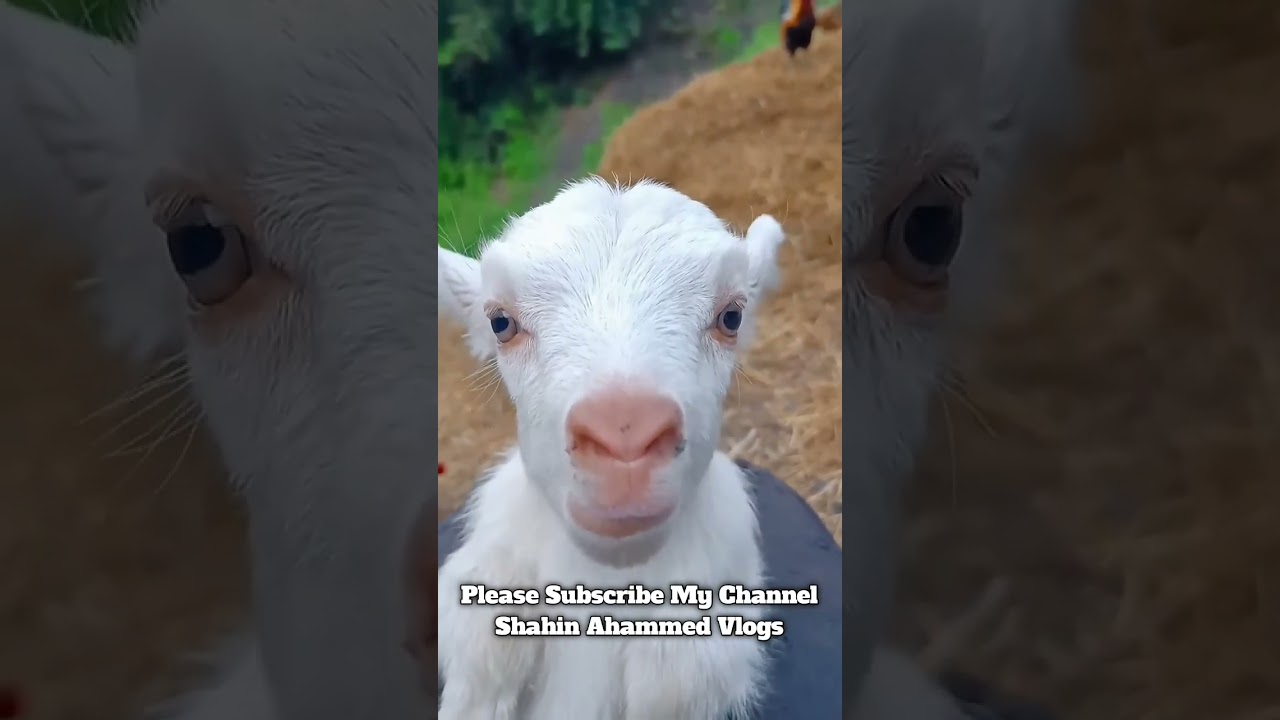 maw maw #subscribe #shorts #reels #trending #shortsvideo #viral #foryou #vlog #tiktok #blogger #bd