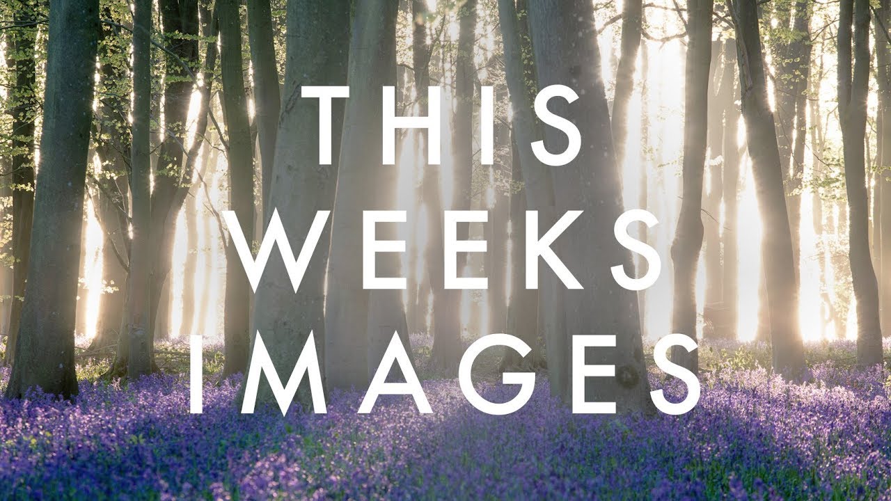 Bluebell Photography - Image Review