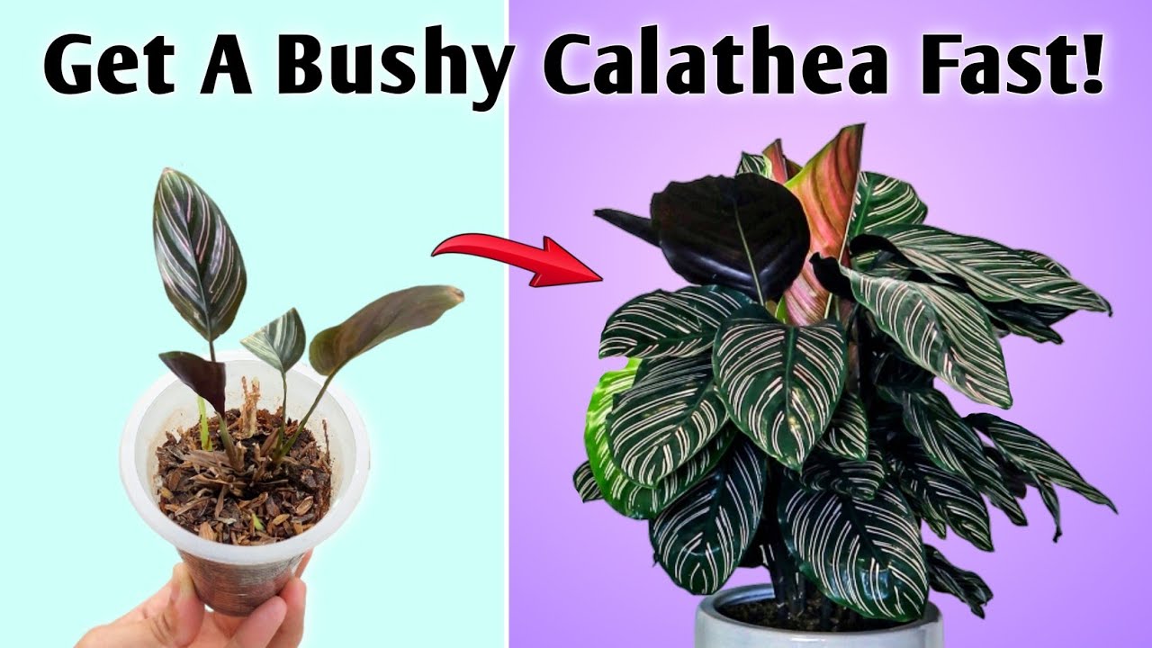 Get A Bushy Calathea Plant Fast // Calathea Plant Care Indoors (Prayer Plant)