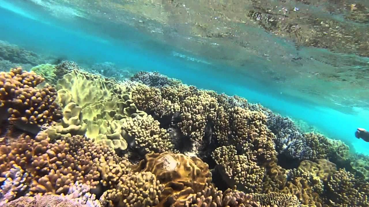 Michaelmas Cay Snorkeling - Cairns Australia