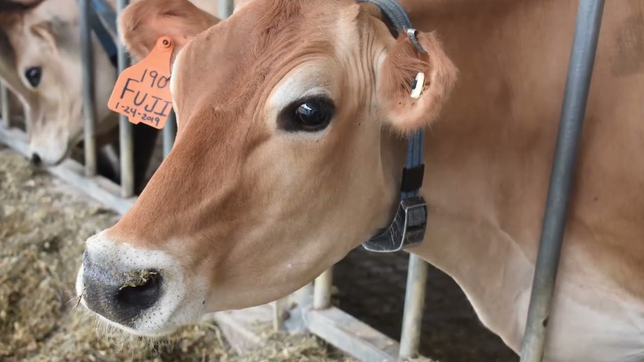 Trinity Valley | DeLaval VMS V300 Testimonial