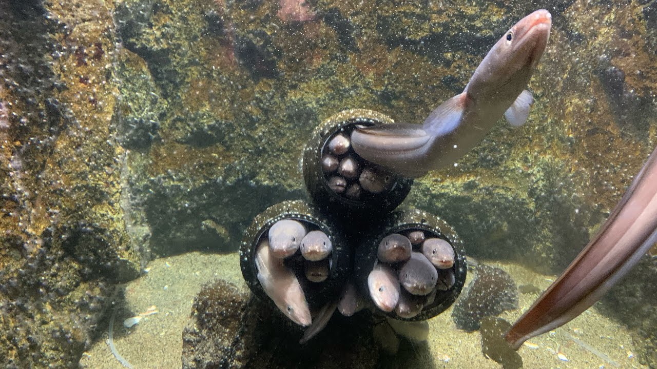 UMINO-MORI AQUARIUM SENDAI,JAPAN/ ANNIVERSARY ADVENTURES #sendai #aquariumfish #japanadventure