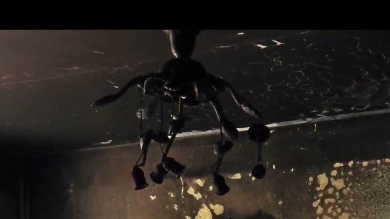 Abused ceiling fans 2