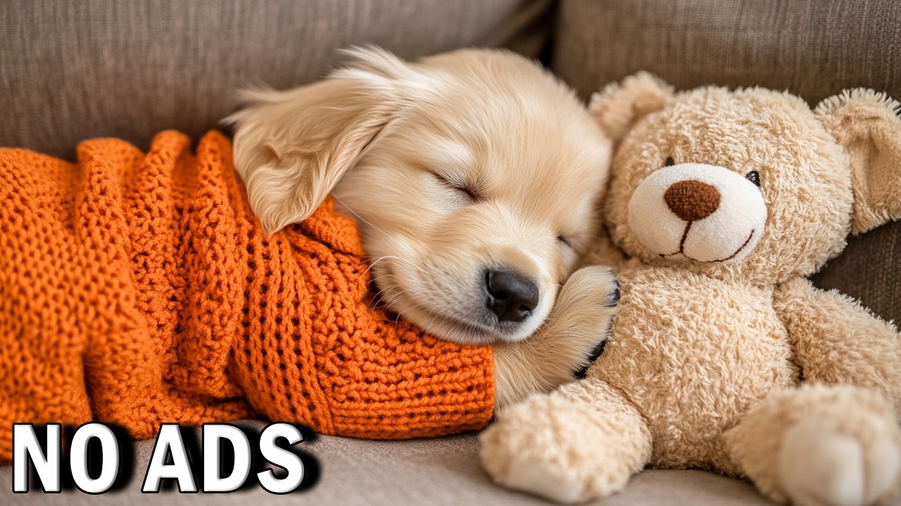 2 HOURS Calm Music for Dogs 🐶 Subtle Soft Harmony 🎶 Promote a Peaceful Home 💤 No Ads