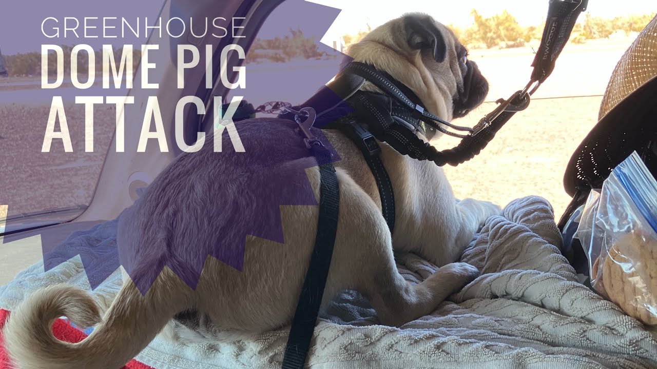 Greenhouse dome pig attack desert off grid homestead 