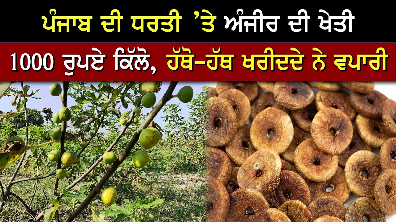 ਪੰਜਾਬ ਦੀ ਧਰਤੀ ਤੇ ਅੰਜੀਰ ਦੀ ਖੇਤੀ ਕਰਨ ਵਾਲਾ ਸਫ਼ਲ ਕਿਸਾਨ