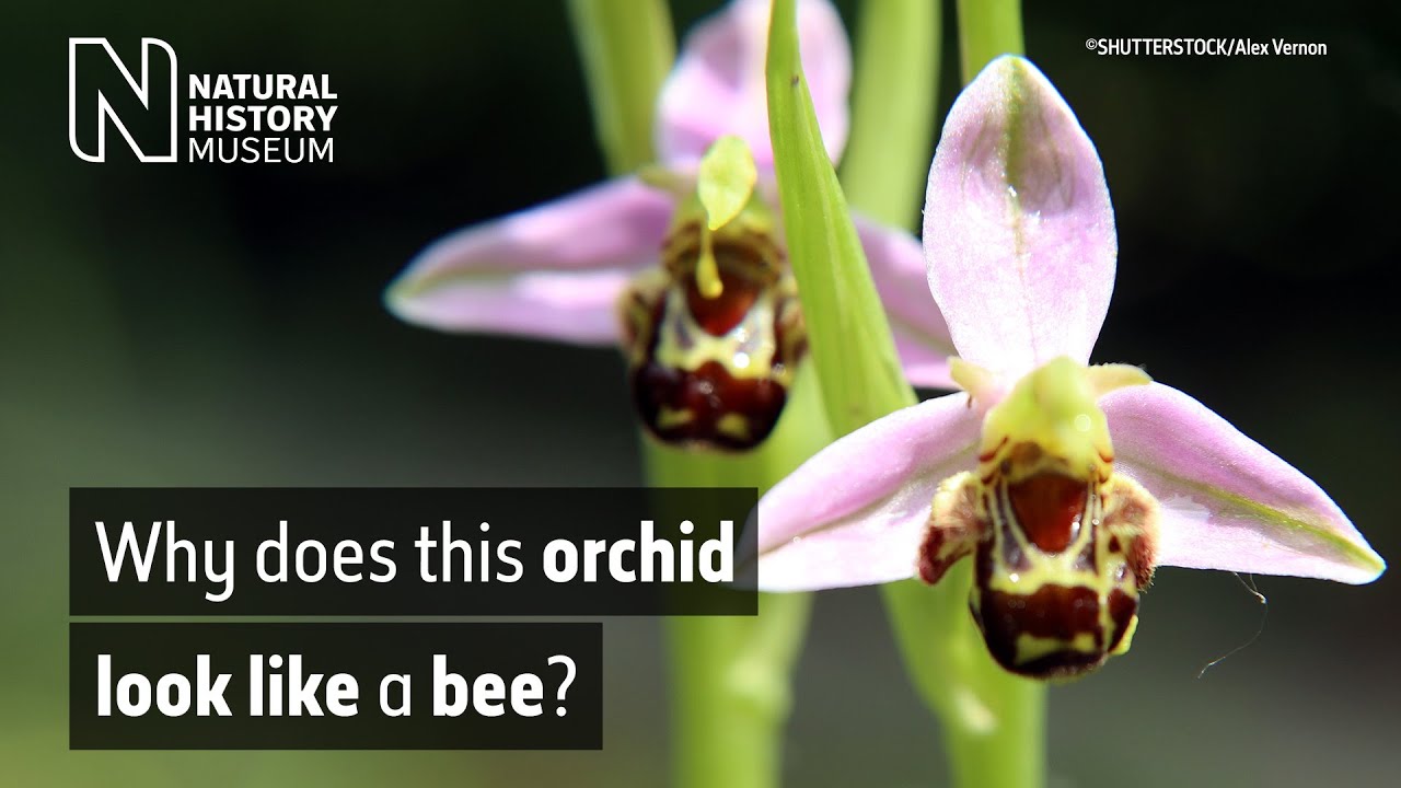 Пчелиная орхидея Ophrys apifera | Музей естественной истории