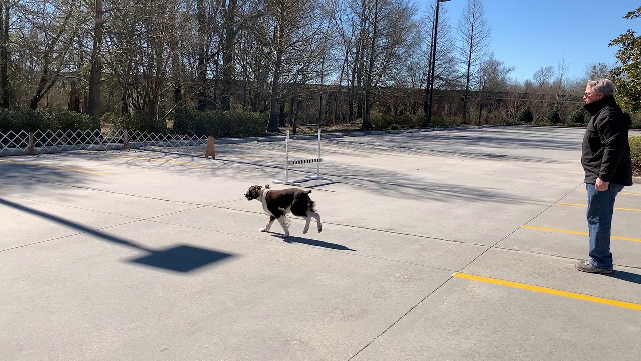 Ringeaux Utility Exercises - Directed Jumping, High Jump - 2/20/2021
