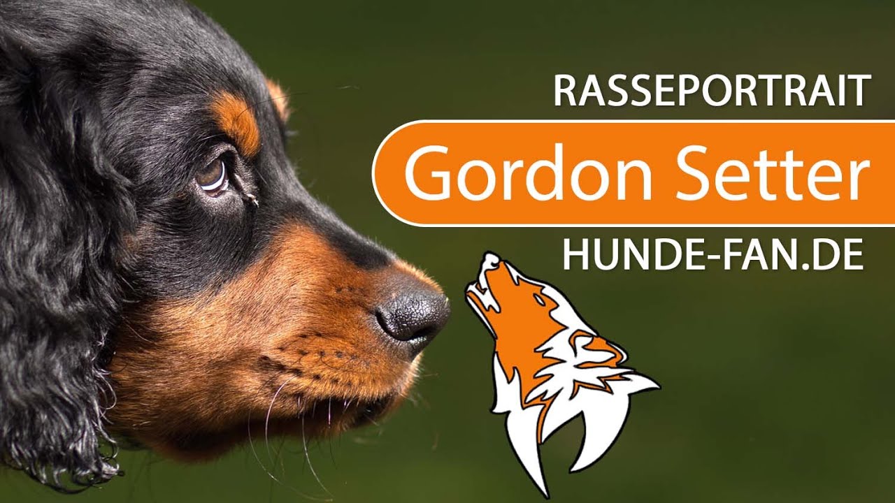 ► Gordon Setter [2018] Rasse, Aussehen & Charakter