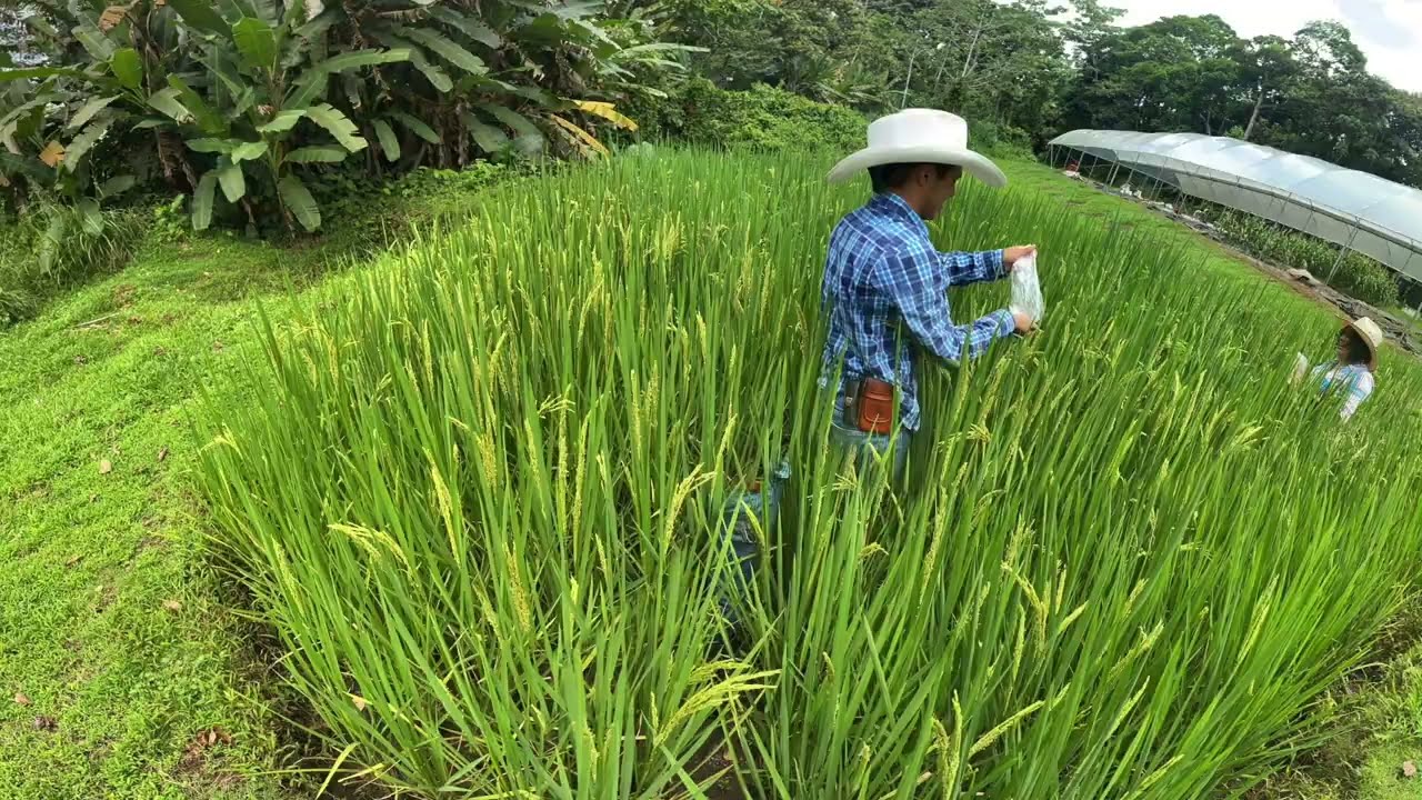 Producción de Arroz (Oryza sativa L.) Tecnificado