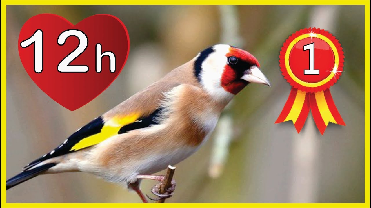 12h  New GOLDFINCH Training song