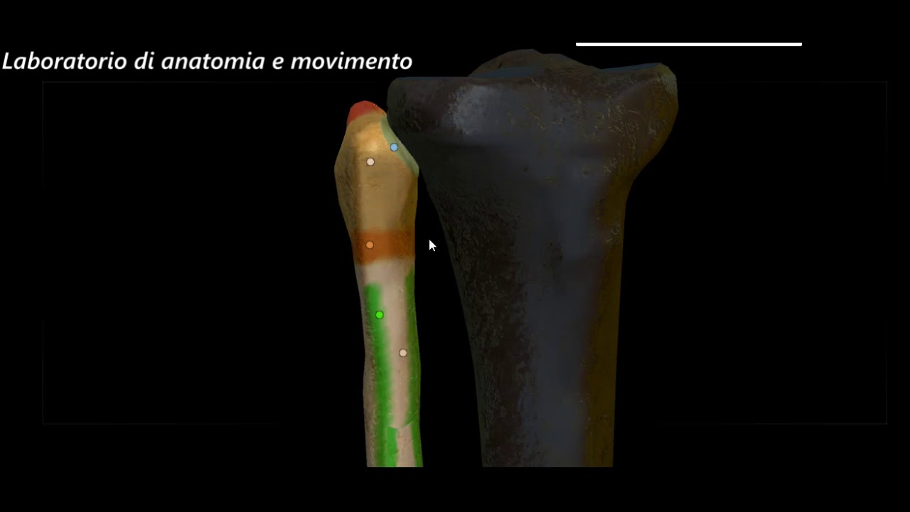 Anatomia: ossa dell'arto inferiore
