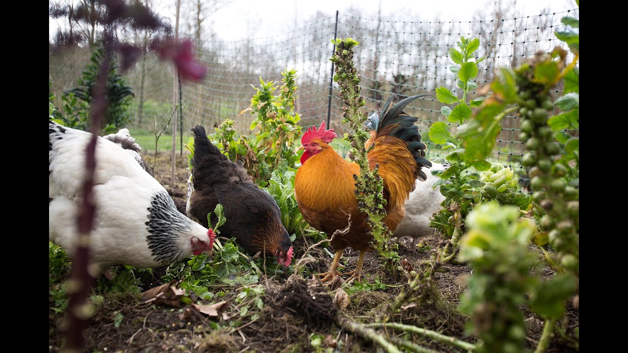 Kippen in de permacultuur moestuin | Moestuintip!