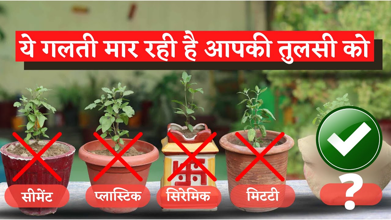 ये गलती मार रही है आपका तुलसी का पौधा THIS Is the RIGHT Way| इस तरीके से लगायी तुलसी कभी नहीं सूखेगी